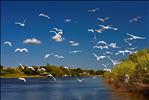 Egrets in flight, Okavango river, Botswana.